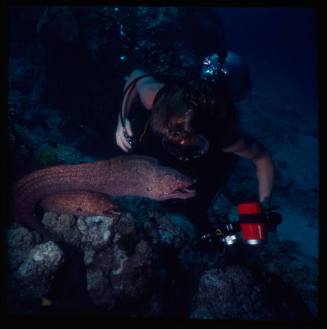 Diver with a camera looking at two moray eels