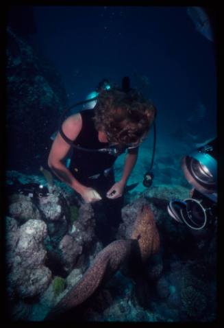 Diver looking at two moray eels