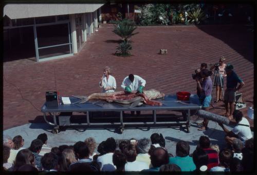 Man dissecting a shark in front of a film crew and a live audience