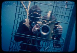 Diver with an underwater camera in a shark cage