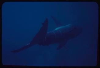 Great white shark tangled in cables