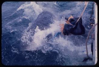 Great white shark attacking a dummy