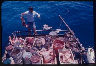 Ron Taylor on the back of a boat with bait for great white sharks