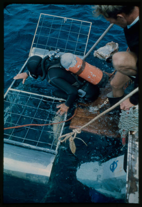 Ron Taylor entering a shark cage to film great white sharks for "Jaws"