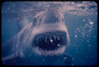 Great white shark about to take a bite of bait