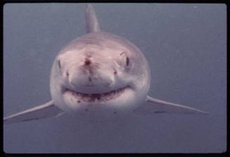 Front on shot of a great white shark