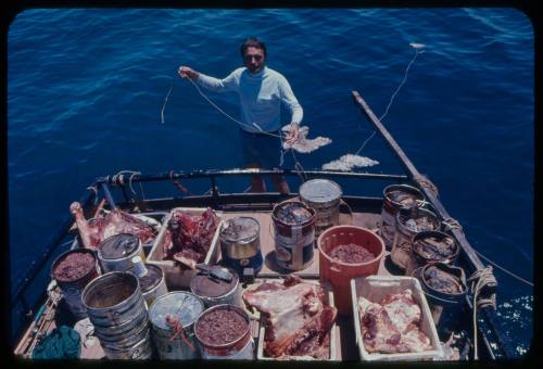 Ron Taylor on the stern of a boat preparing baits for great white sharks 