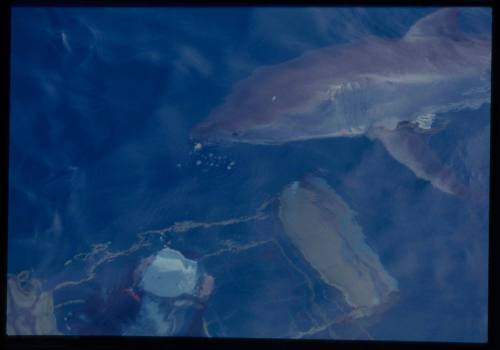 Ron Taylor underwater filming a great white shark