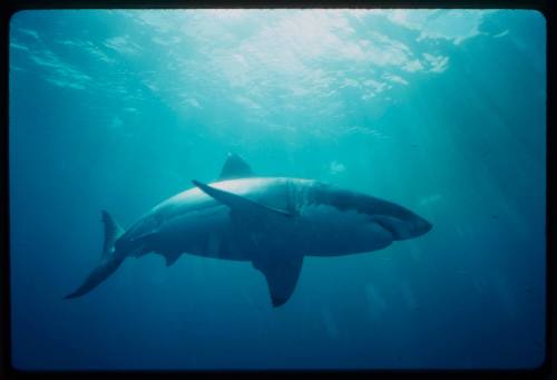 Great white shark filmed for "Jaws"