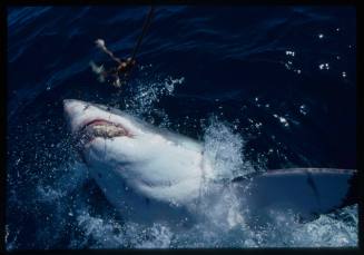 Great white shark lunging out of the water for bait