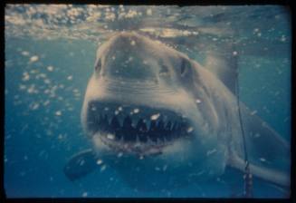 Great white shark underwater with mouth open