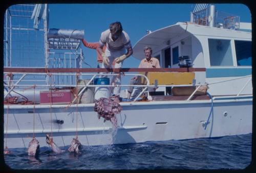 Man hanging bait for great white sharks over the starboard side of a boat