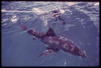 Ron Taylor in a shark cage filming a great white shark for "Jaws"