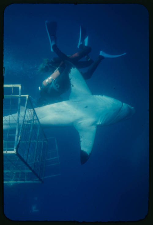 Valerie and Ron Taylor helping a great white shark untangle from the tether of a shark cage photographed by Rodney Fox