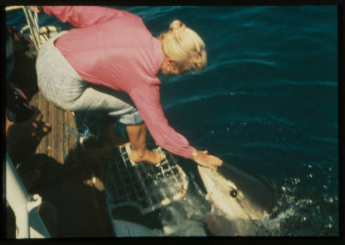 Valerie Taylor petting the snout of a great white shark