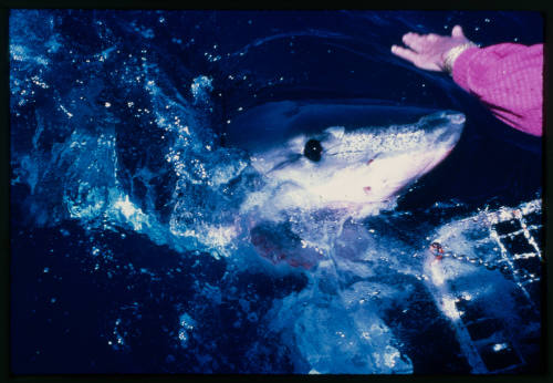 Valerie Taylor petting the snout of a great white shark