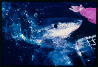 Valerie Taylor petting the snout of a great white shark