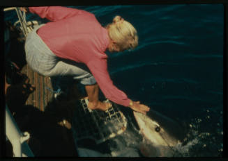 Valerie Taylor petting the rostrum of a great white shark