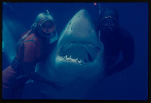 Valerie and Ron Taylor holding a great white shark underwater