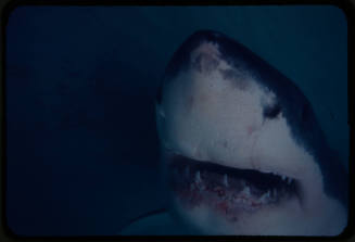 Close up of a great white shark filmed for "Orca"