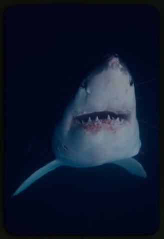 Close up of a great white shark filmed for "Orca"