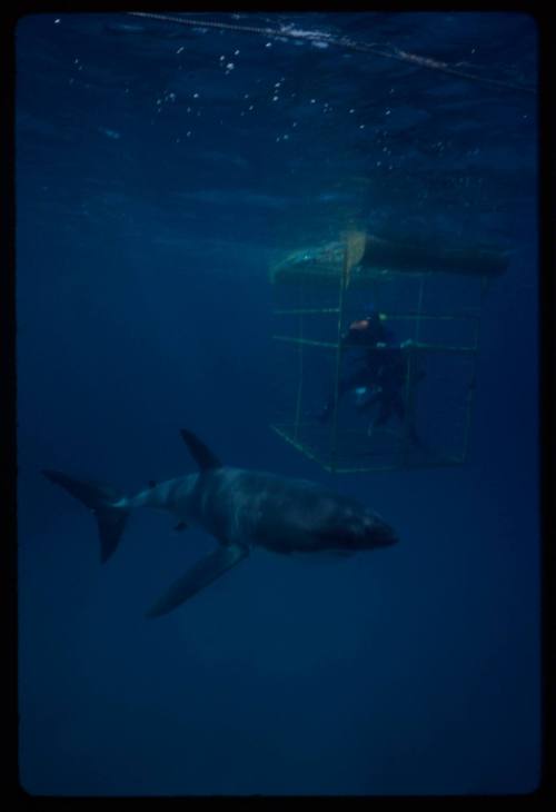 Great white shark swimming around a diver in a shark cage