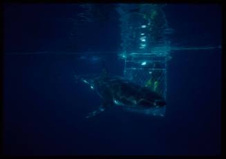 Great white shark swimming around a diver in a shark cage