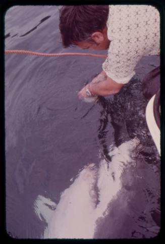 Man handfeeding a great white shark off the side of a boat