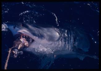 Great white shark lunging out of the water for bait