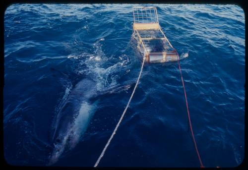 Great white shark next to a shark cage in the water