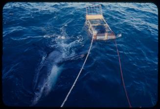 Great white shark next to a shark cage in the water