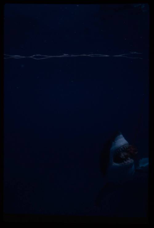 Great white shark biting on to bait underwater