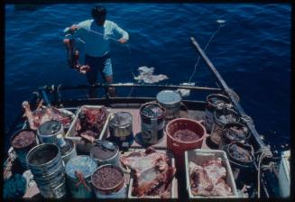 Ron Taylor setting out lures for great white sharks on the back of a boat