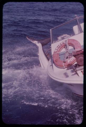 Great white shark during filming of "Jaws"