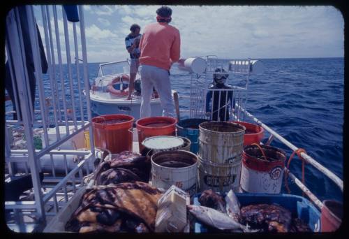 Bait on the back of a boat during the filming of "Jaws"