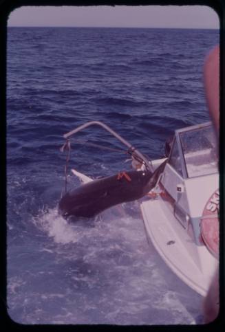 Great white shark attacking shark cage during filming of "Jaws"