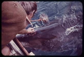 Man drawing on the head of a great white shark over the side of a boat