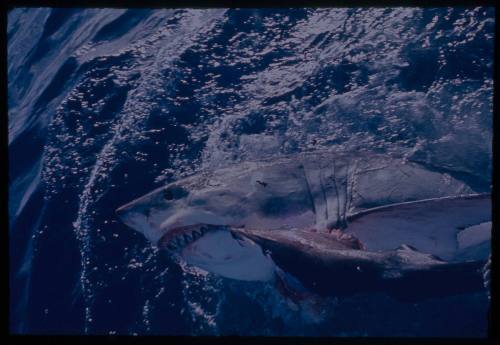 Great white shark lunging out of the water for a piece of meat