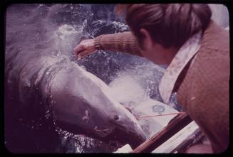 Man drawing on the head of a great white shark over the side of a boat