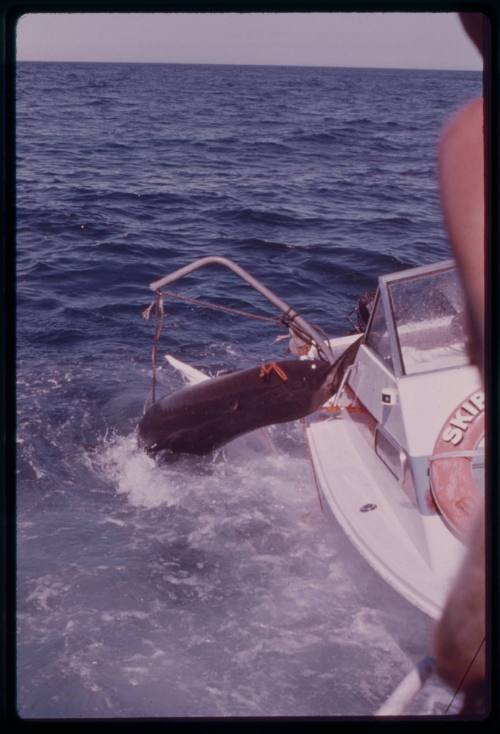 Great white shark attacking shark cage during filming of "Jaws"