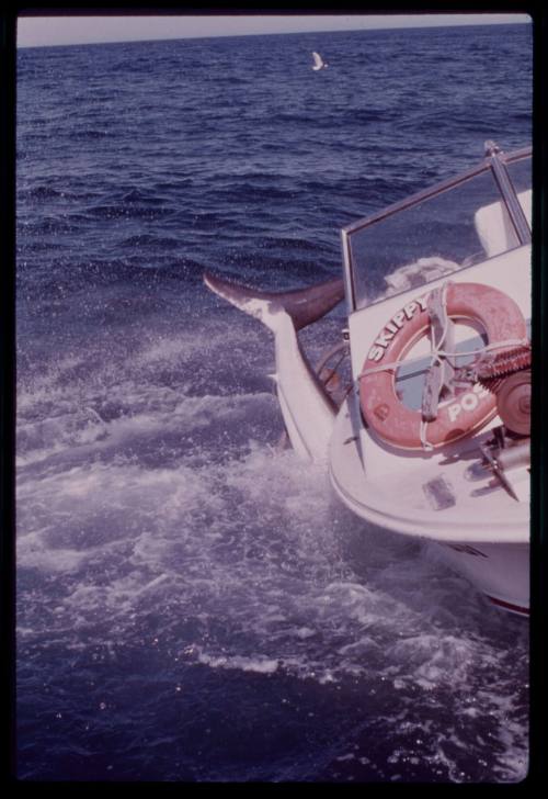 Great white shark attacking shark cage during filming of "Jaws"