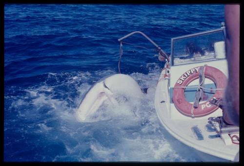 Great white shark attacking shark cage during filming of "Jaws"