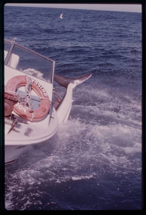 Great white shark attacking shark cage during filming of "Jaws" photographed by Greg Dean