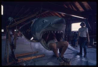 Man lying in the mouth of a large scale great white shark model