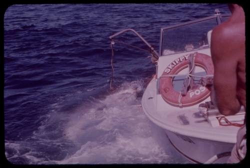 Great white shark attacking a shark cage during the filming of "Jaws"