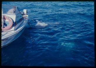 Shark cage deployed underwater for the filming of "Jaws"