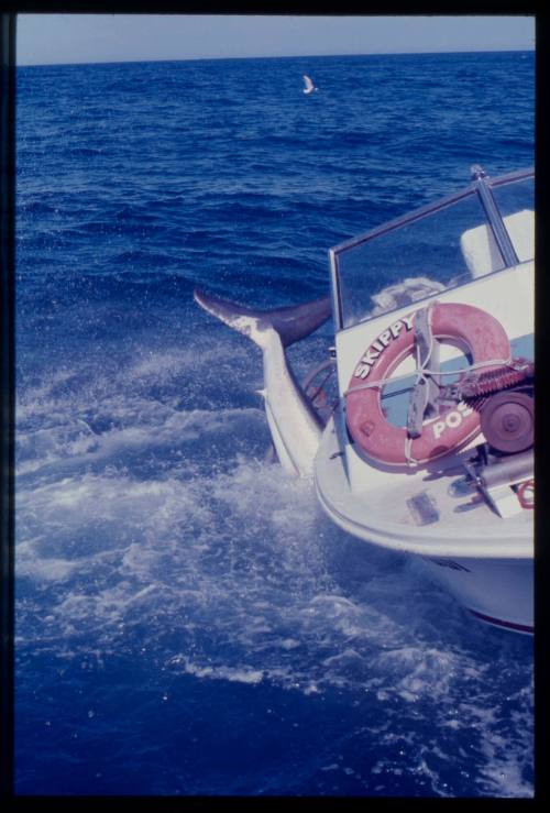 Great white shark attacking a shark cage during the filming of "Jaws"