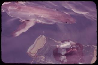 Ron Taylor underwater filming a great white shark as it swims past