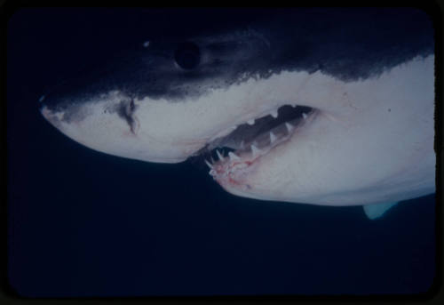 Close up of a great white shark filmed for "Orca"