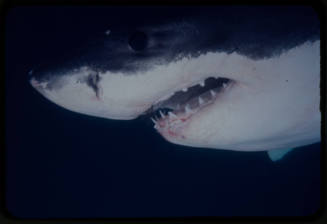 Close up of a great white shark filmed for "Orca"